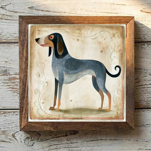 American English Coonhound Bluetick - Variation 2