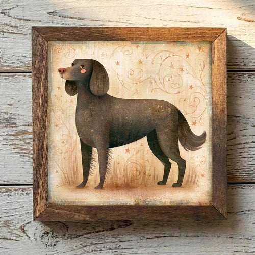 American Water Spaniel Dark Chocolate - Variation 2