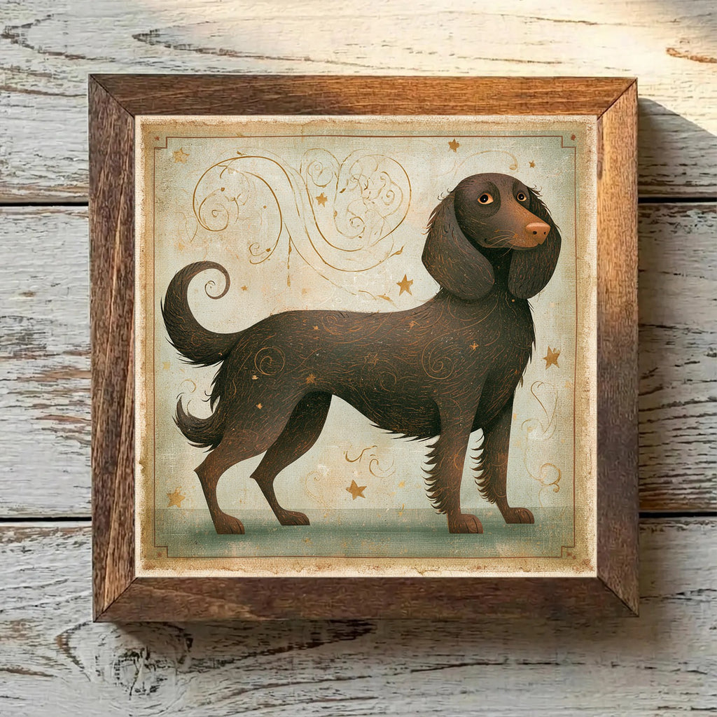 American Water Spaniel Dark Chocolate - Variation 4