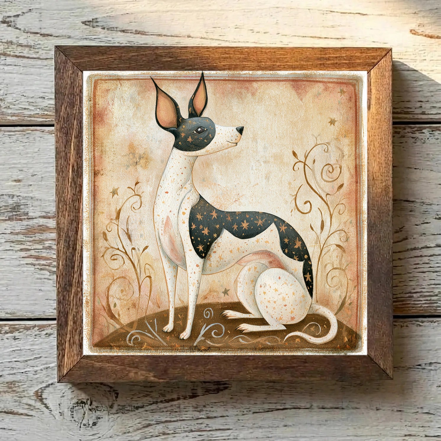 American Hairless Terrier Pied - Variation 1
