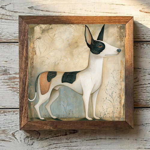 American Hairless Terrier Pied - Variation 2