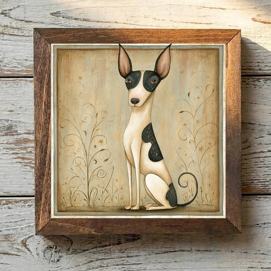 American Hairless Terrier Pied - Variation 3