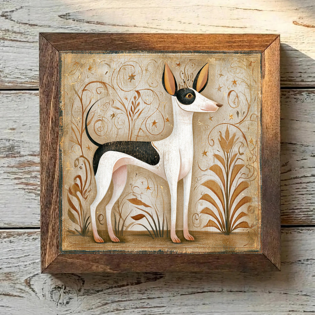 American Hairless Terrier Pied - Variation 4