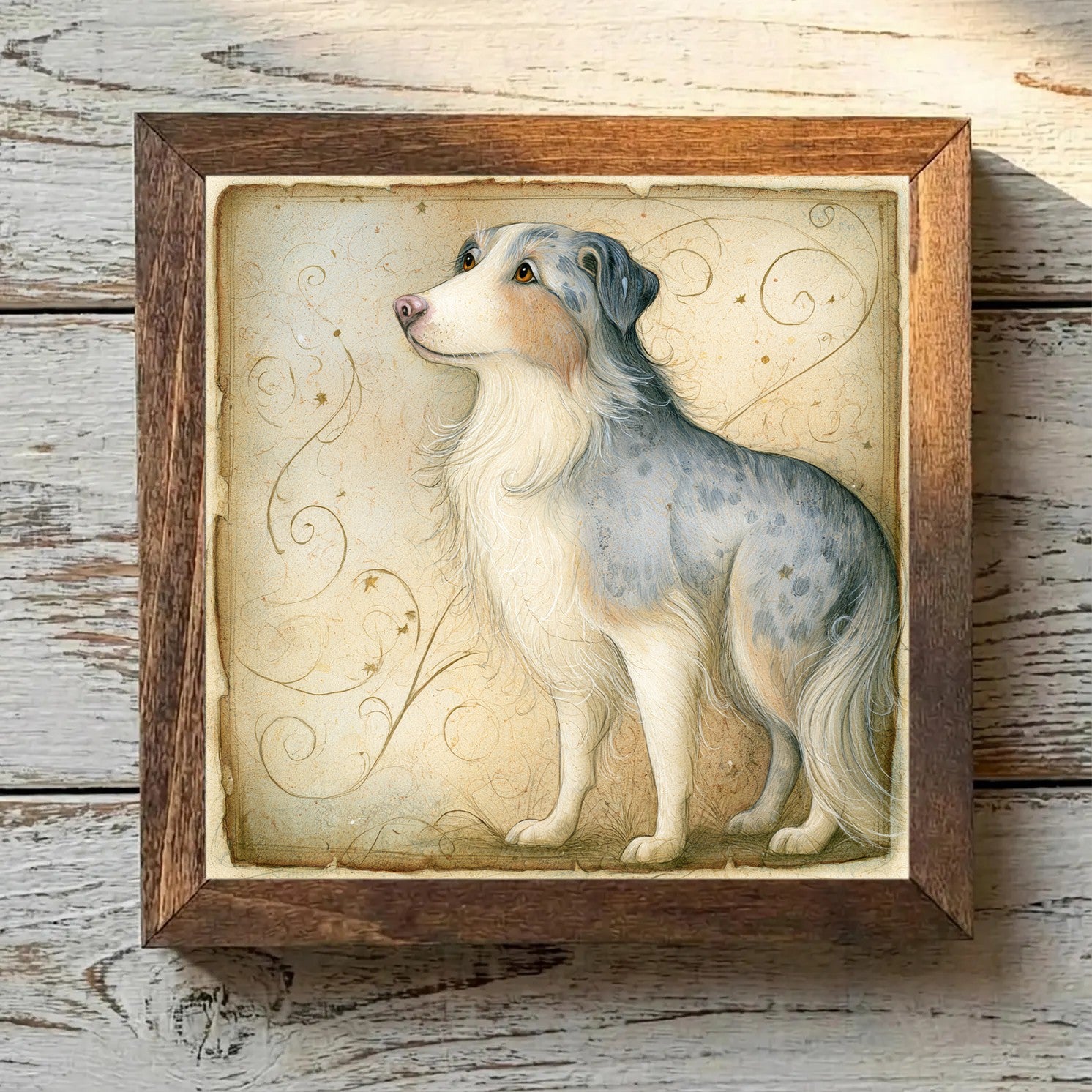 Australian Shepherd Blue Merle - Variation 1