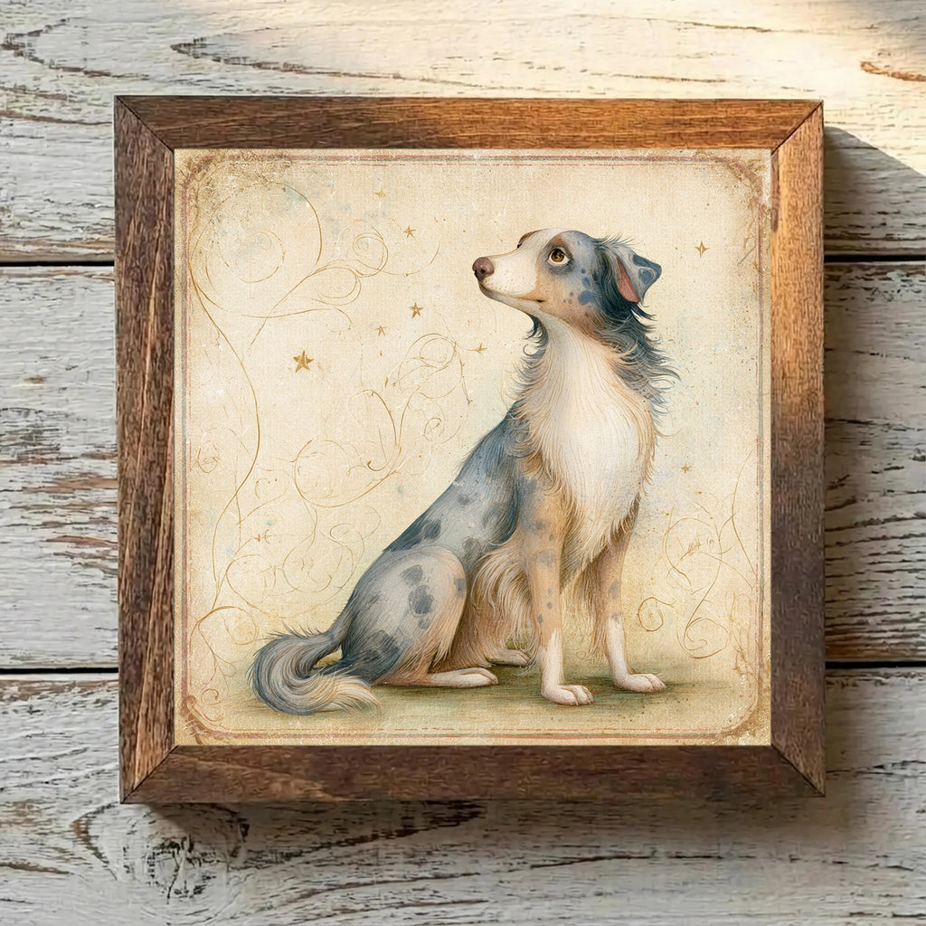 Australian Shepherd Blue Merle - Variation 3