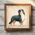 Bernese Mountain Dog Tricolor - Variation 1