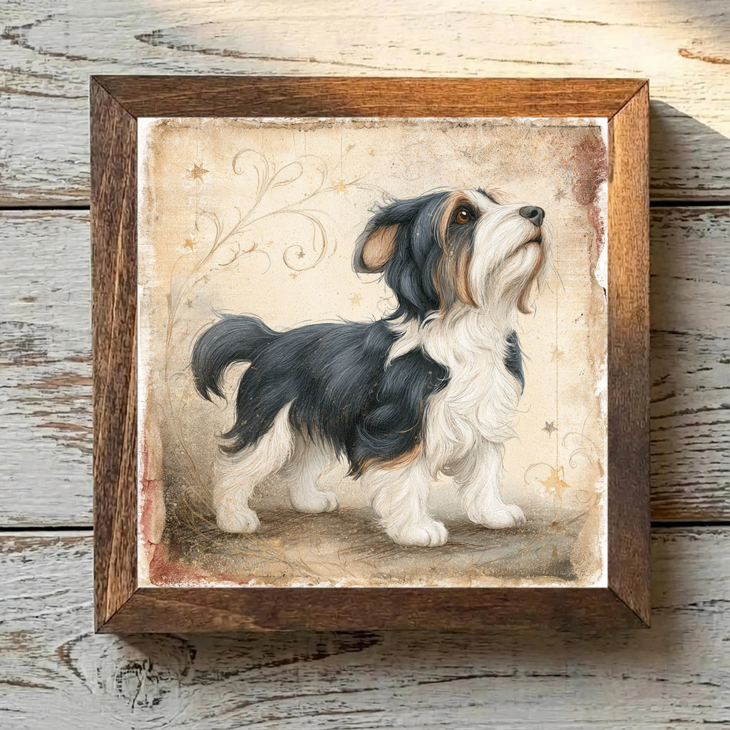 Biewer Terrier Tricolor - Variation 1