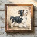 Biewer Terrier Tricolor - Variation 1