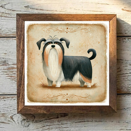 Biewer Terrier Tricolor - Variation 2
