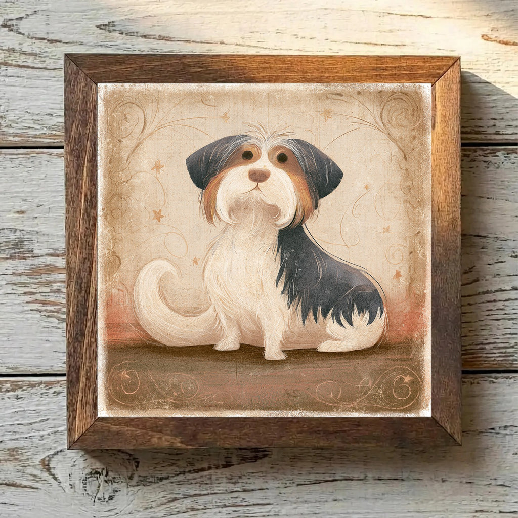 Biewer Terrier Tricolor - Variation 3