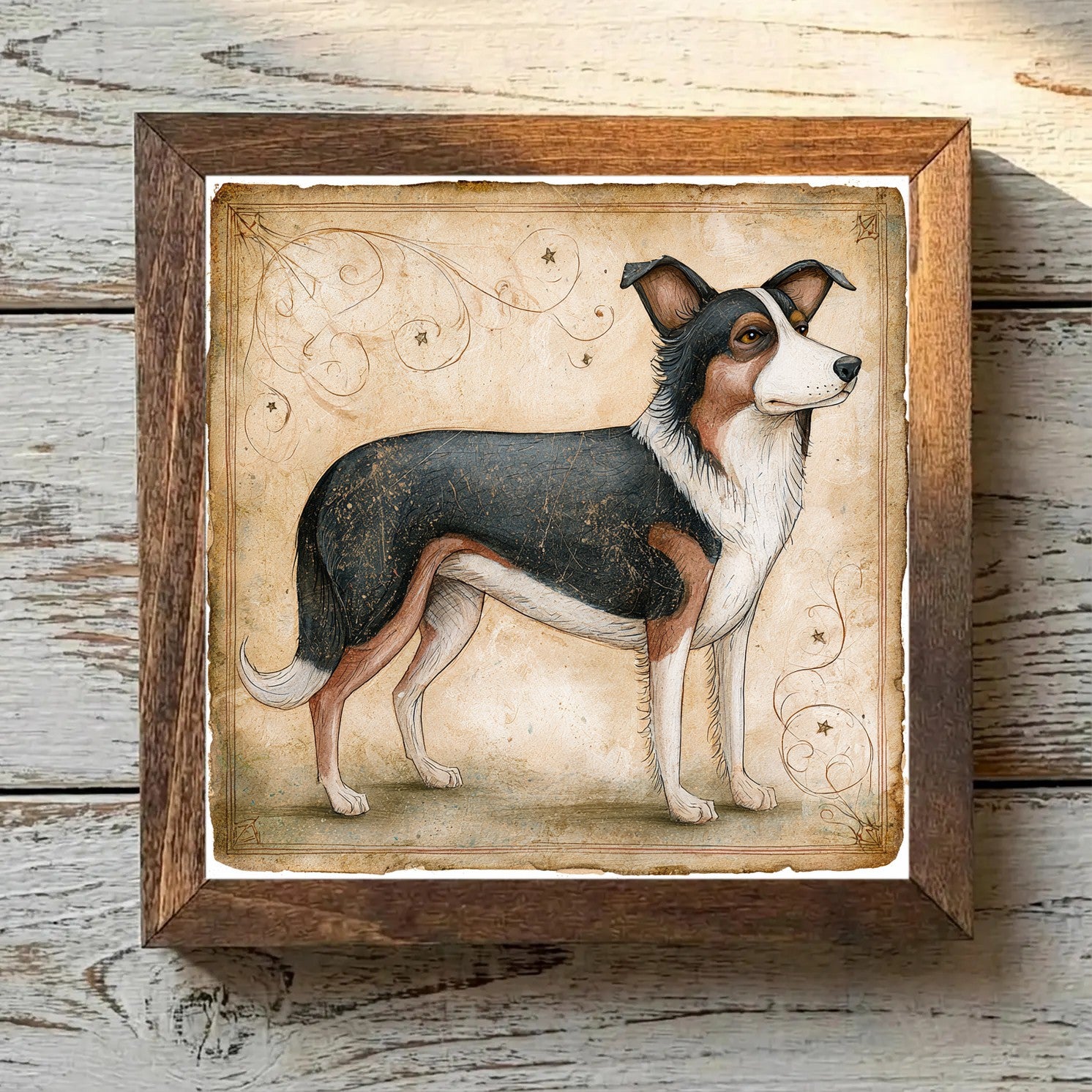 Border Collie Tricolor - Variation 2