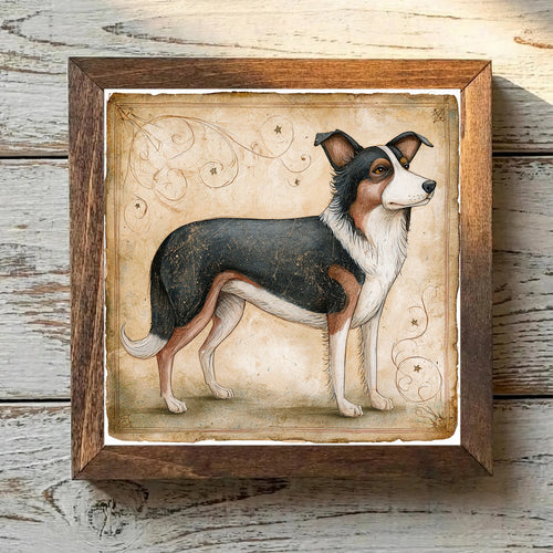 Border Collie Tricolor - Variation 2