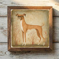 Boxer Fawn - Variation 1