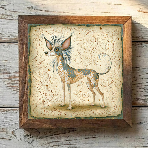 Chinese Crested Tricolor - Variation 1