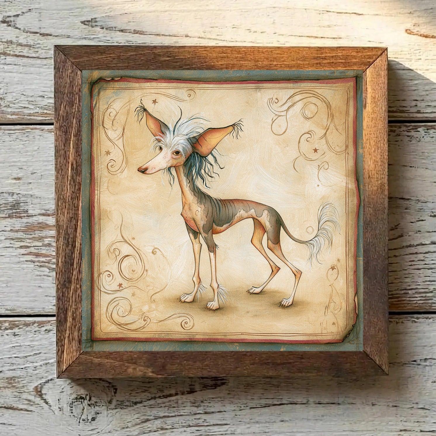 Chinese Crested Tricolor - Variation 3
