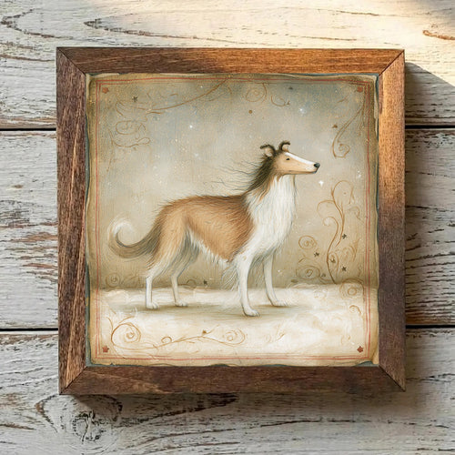 Collie Sable & White - Variation 1