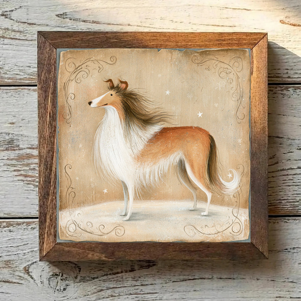 Collie Sable & White - Variation 4