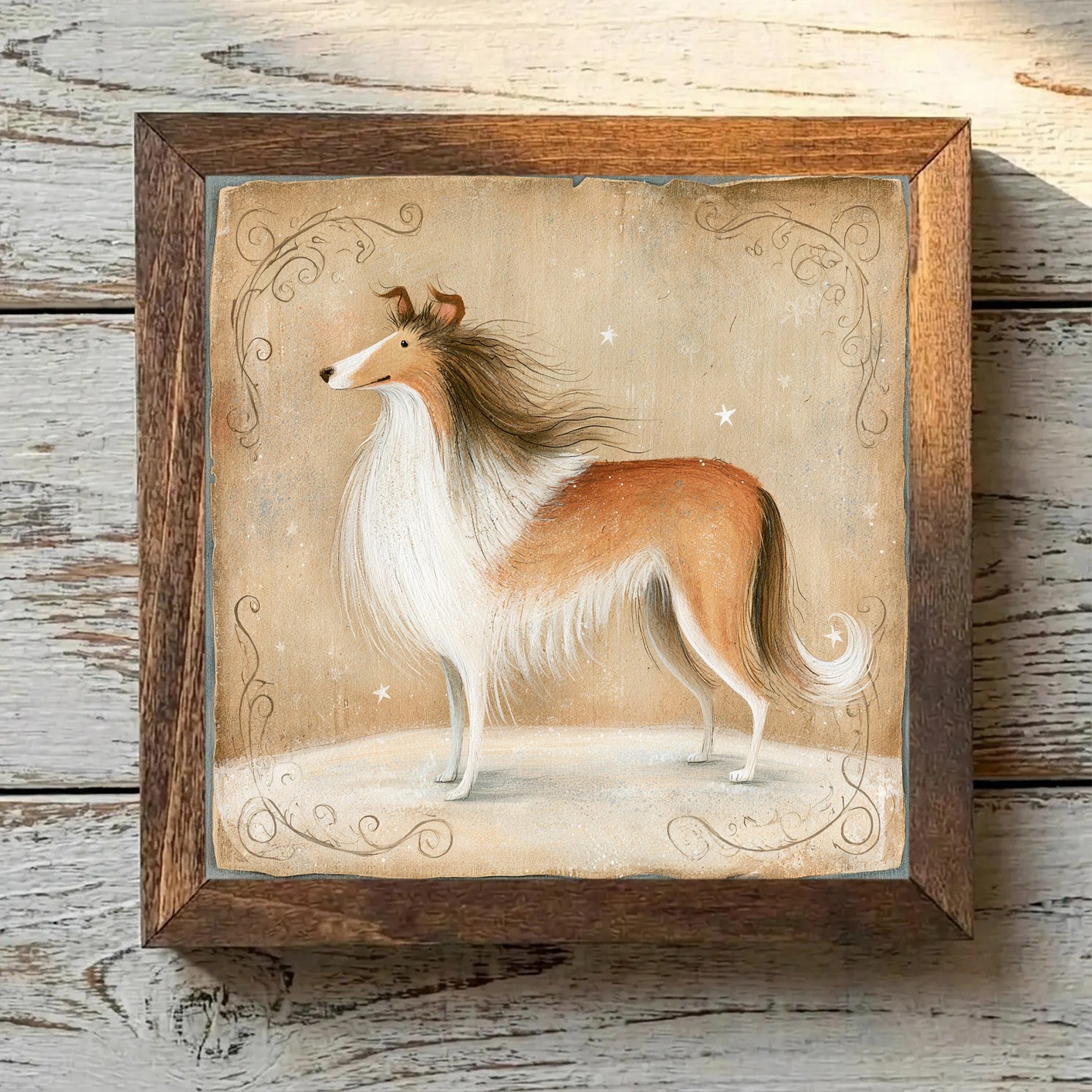 Collie Sable & White - Variation 4