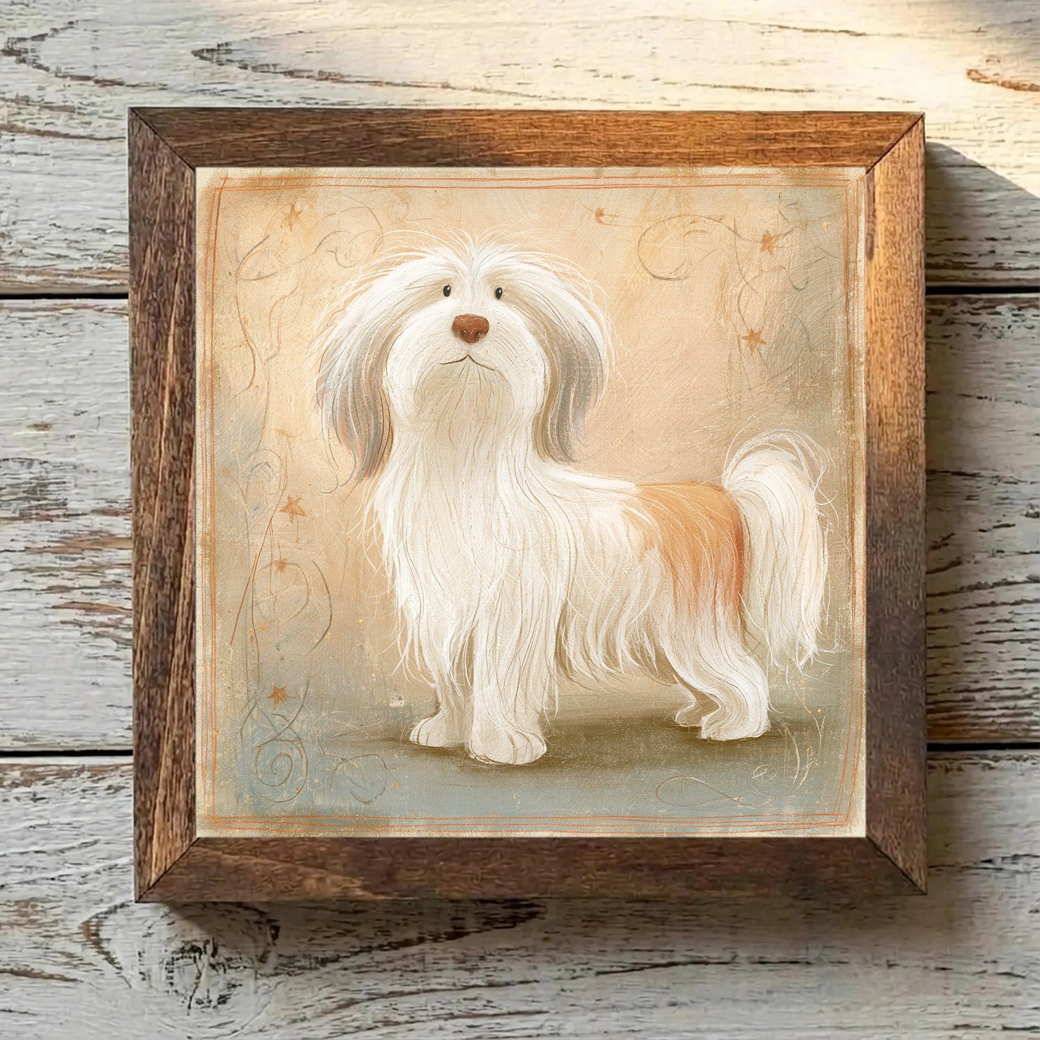 Coton de Tulear White & Tan - Variation 1