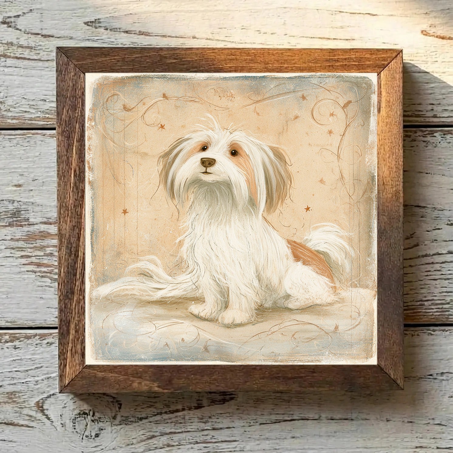 Coton de Tulear White & Tan - Variation 2