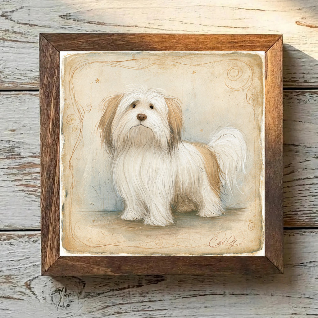 Coton de Tulear White & Tan - Variation 3