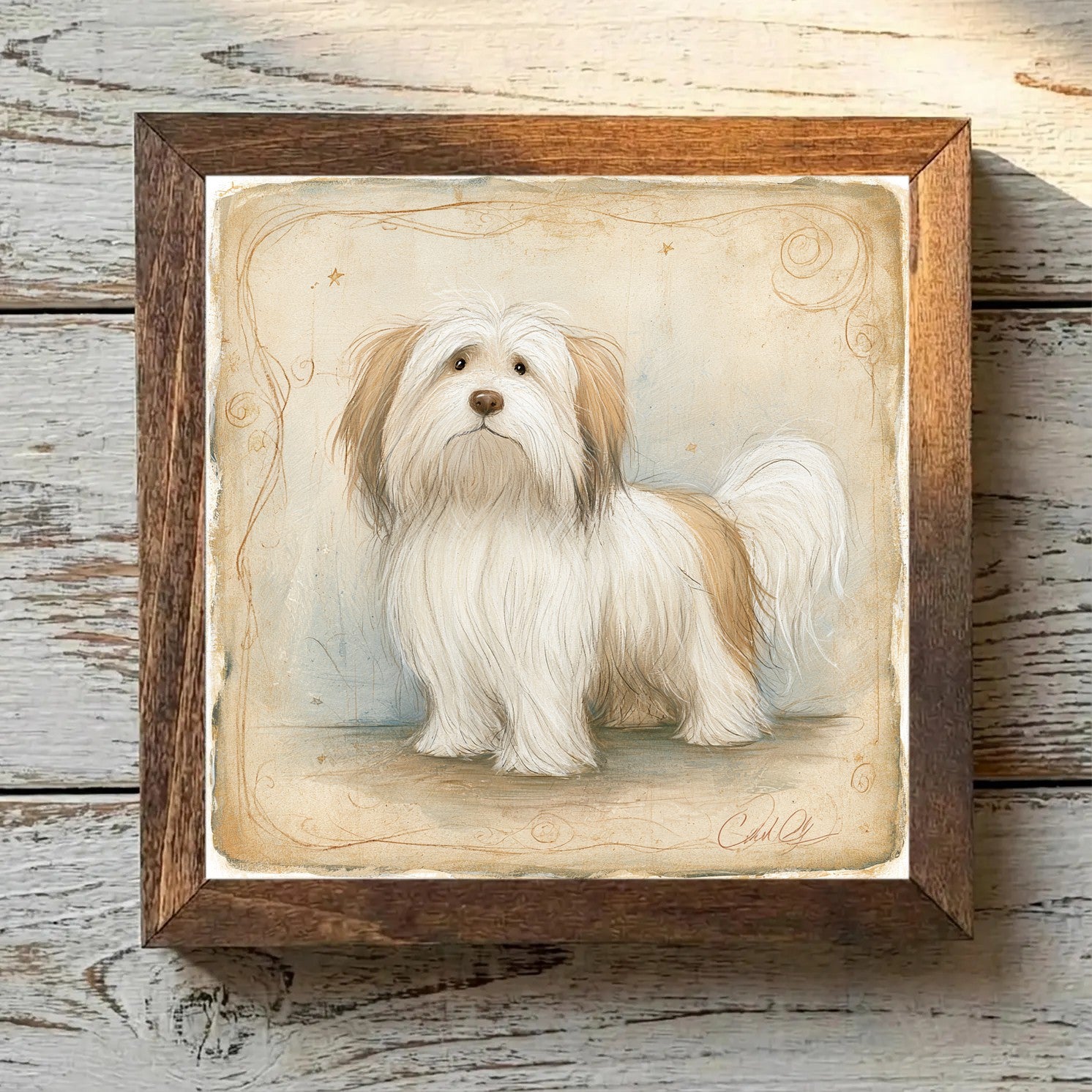 Coton de Tulear White & Tan - Variation 3