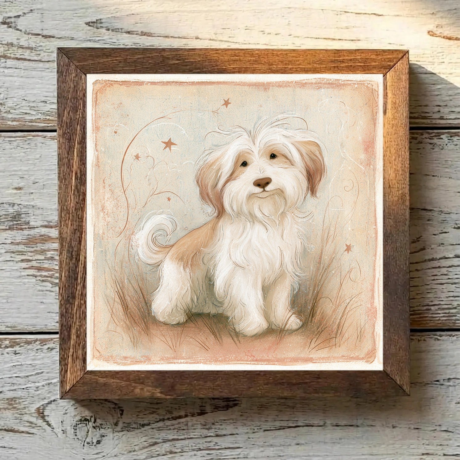 Coton de Tulear White & Tan - Variation 4