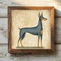 German Pinscher Blue & Tan - Variation 1