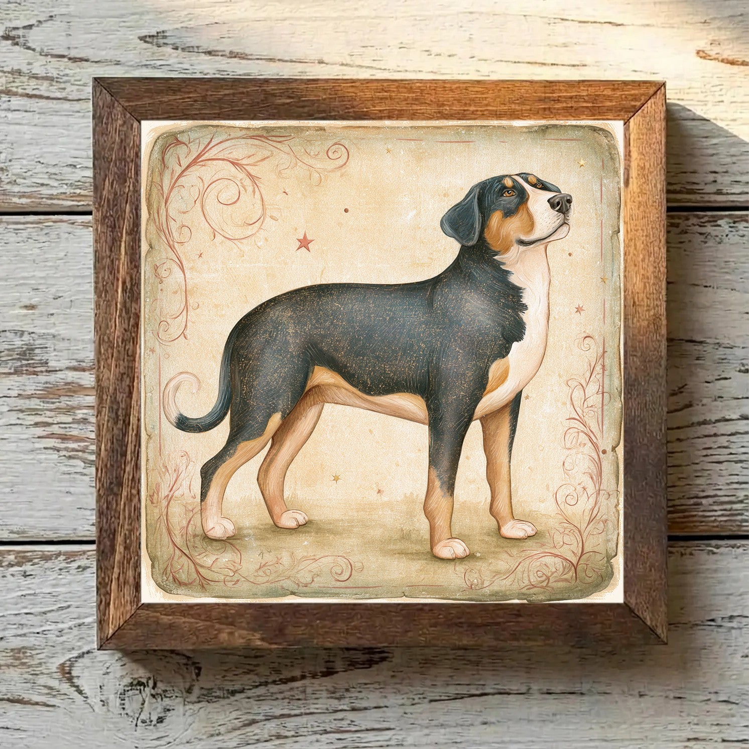 Greater Swiss Mountain Dog Tricolor - Variation 2