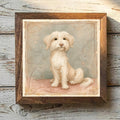 Havanese Gold - Variation 1