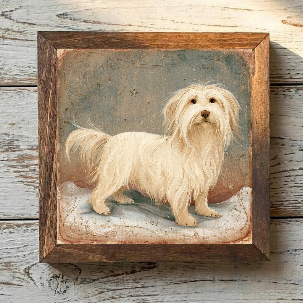 Havanese Gold - Variation 3