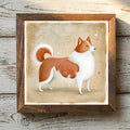 Icelandic Sheepdog - Reddish-Brown &
  White Reddish-Brown & White - Variation 1