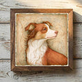 Miniature American Shepherd Red - Variation 1