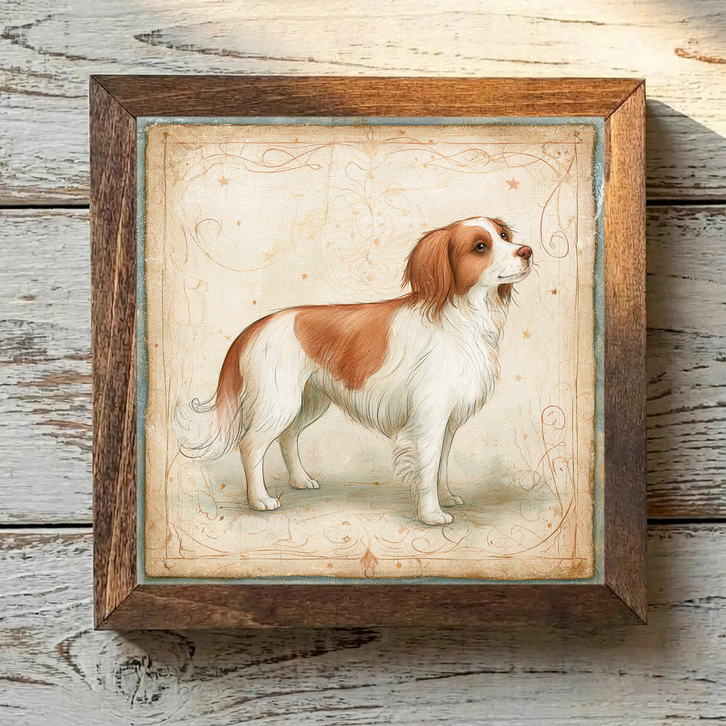 Nederlandse Kooikerhondje White & Red - Variation 3