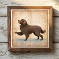 Newfoundland Brown - Variation 1