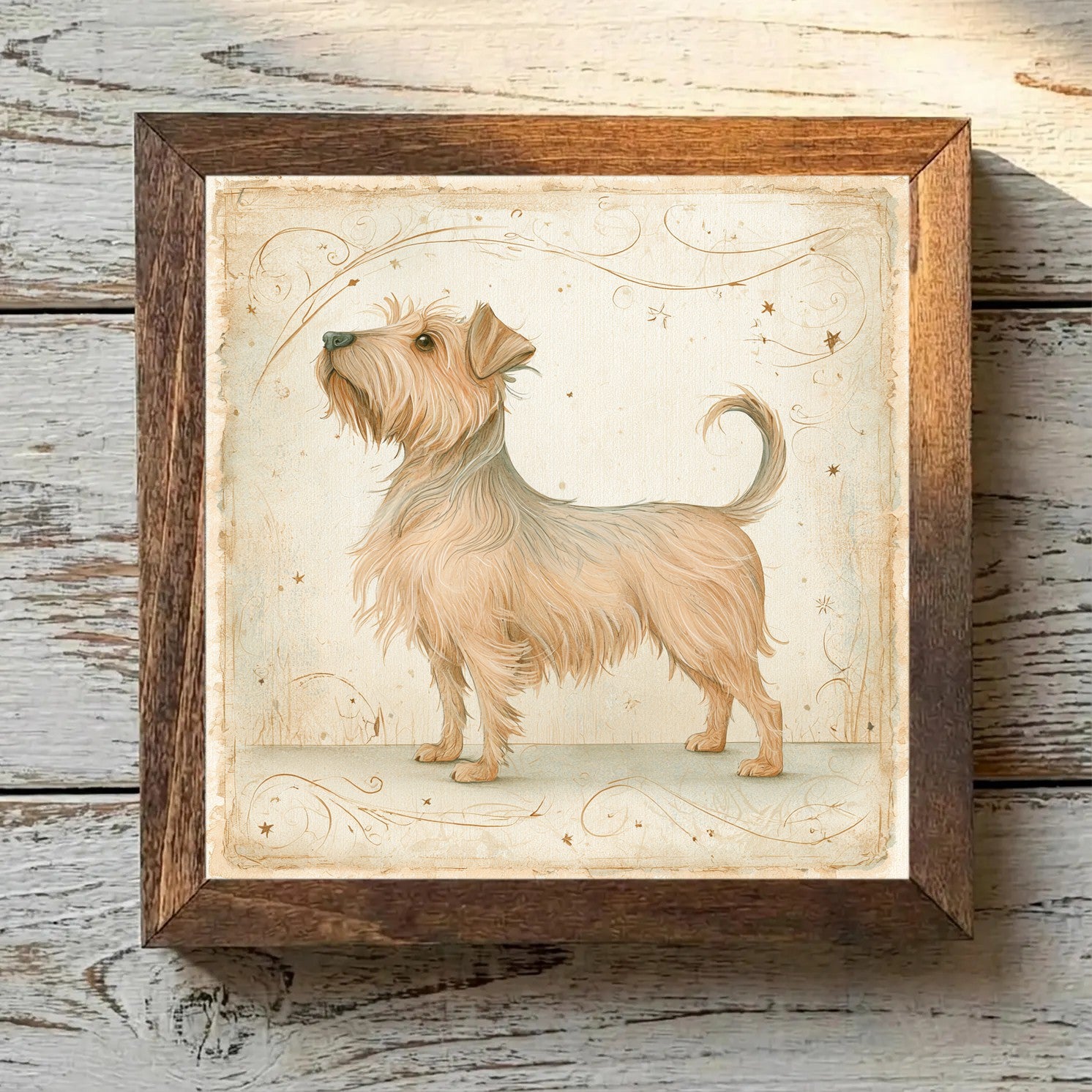 Norfolk Terrier Grizzle - Variation 2