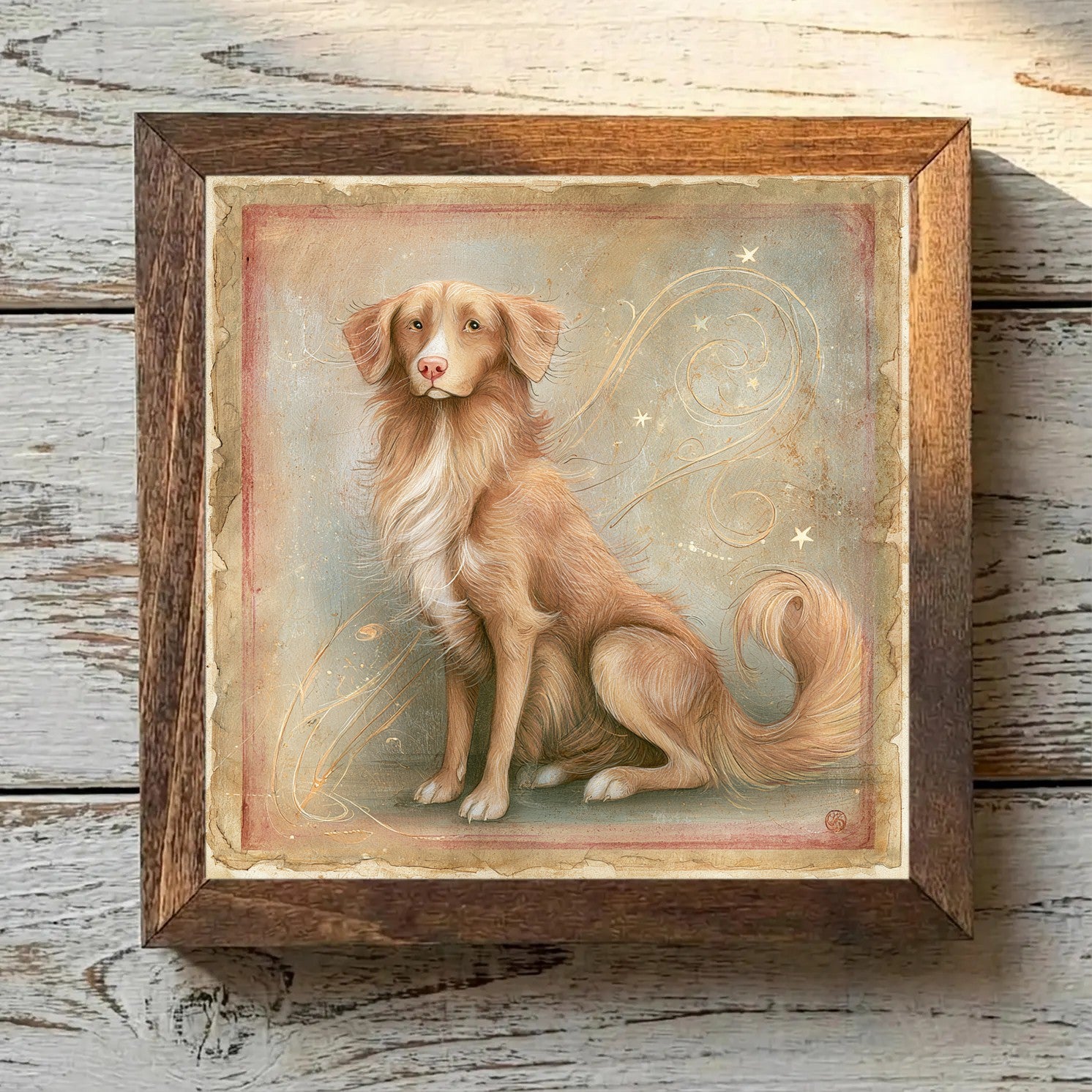 Nova Scotia Duck Tolling Retriever Orange - Variation 3
