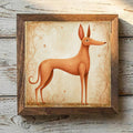 Pharaoh Hound Tan - Variation 1