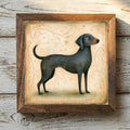 Pointer Black - Variation 1