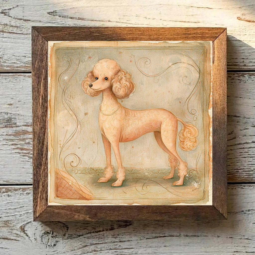 Poodle (Toy) Apricot - Variation 1