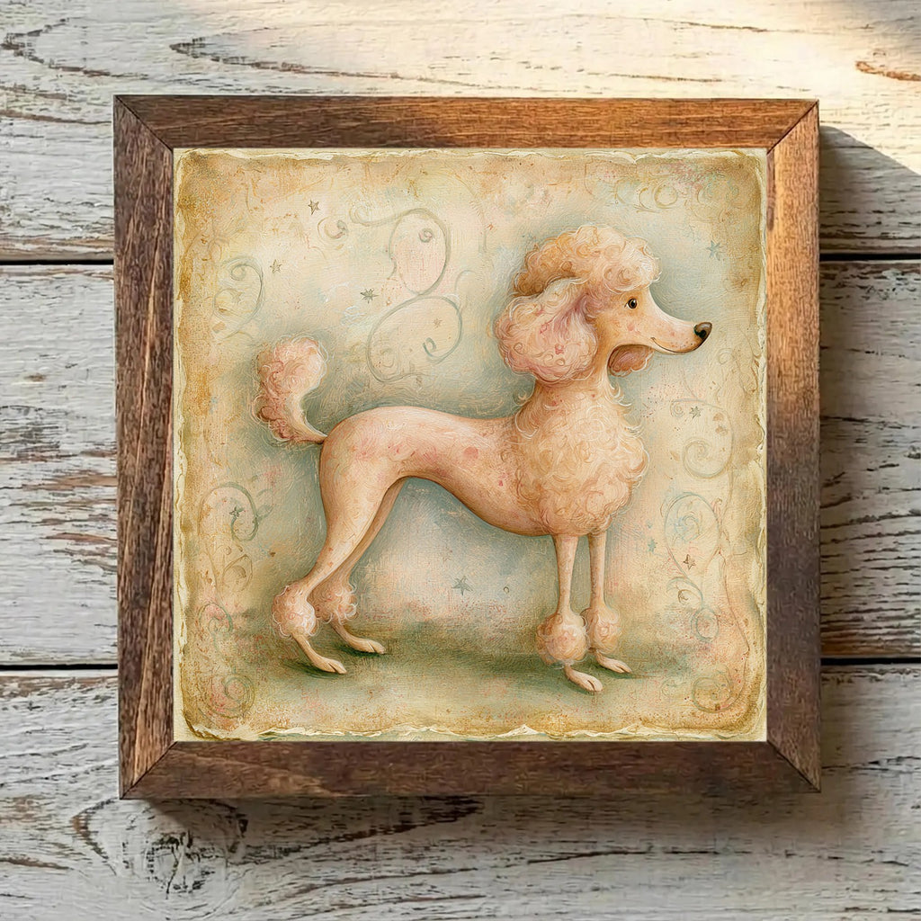 Poodle (Toy) Apricot - Variation 2
