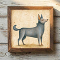 Swedish Vallhund Gray - Variation 1
