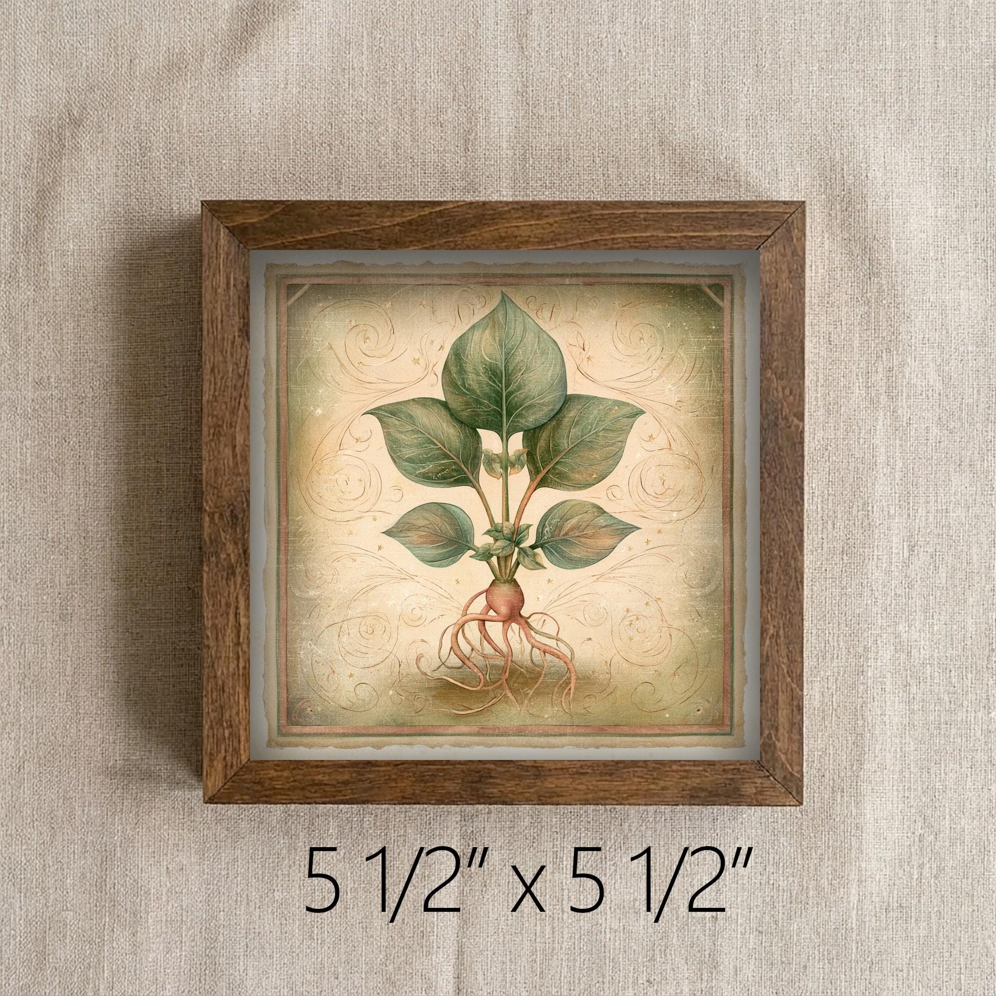 Framed Botanical Root Art Print | Rustic Farmhouse Shelf Decor